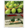 Полный набор машины для изготовления сока папайи